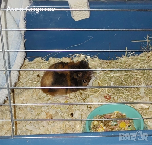 Подарявам женско морско свинче