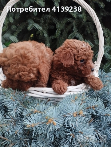 Той Пудел , снимка 4 - Пудели - 54032133