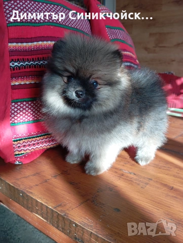померан , снимка 4 - Померан - 54356231
