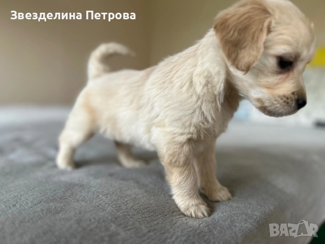 ГОЛДЪН РЕТРИВЪР, снимка 2 - Голдън ретривър - 54084435