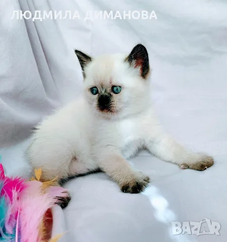 Шотландски със сини очи. , снимка 3 - Британска късокосместа - 56243737