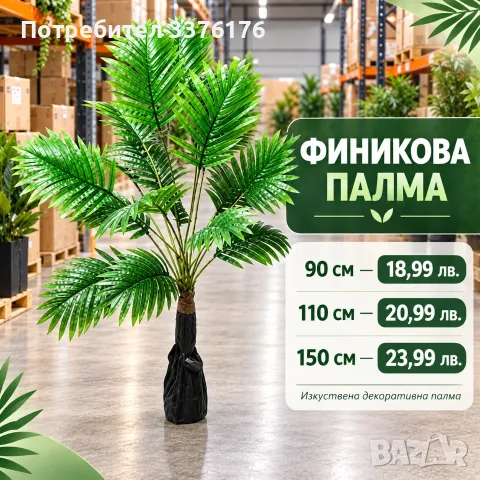 Финикова палма за декорация 