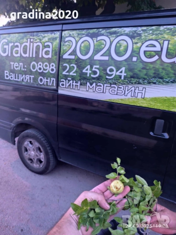 Хинап - финап  Гигански , снимка 5 - Градински цветя и растения - 31773550