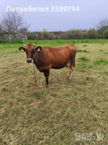 Продавам крава БРГ 