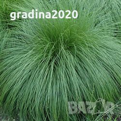 Карекс - Декоративна трева, снимка 3 - Градински цветя и растения - 30071691
