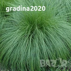 Карекс - Декоративна трева, снимка 3 - Градински цветя и растения - 30071691