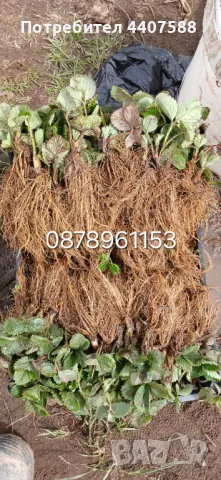 Разсад ягоди целогодишни , снимка 9 - Разсади - 49716826