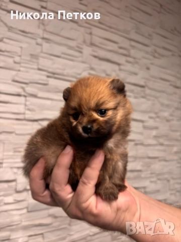 Померан мини, снимка 8 - Померан - 52910461
