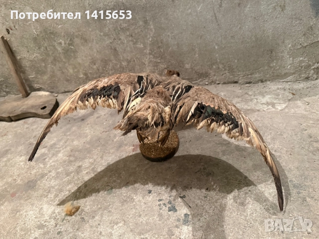 Продавам препарирана патица, снимка 5 - Антикварни и старинни предмети - 52950125