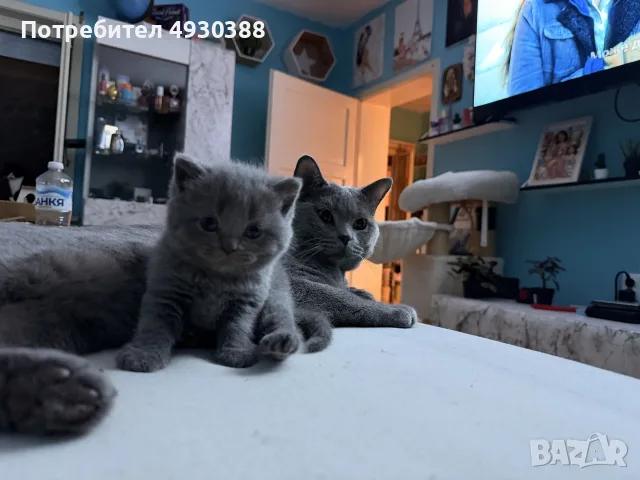 Британски късокосмести котета 