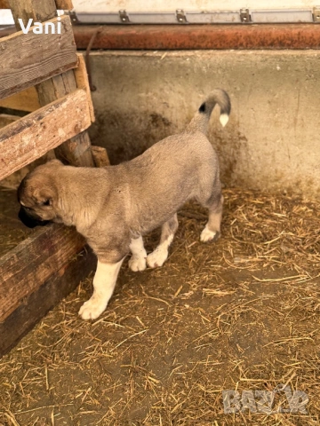 Кангал /Кангалчета, малки , снимка 3 - Кангал - 53493206