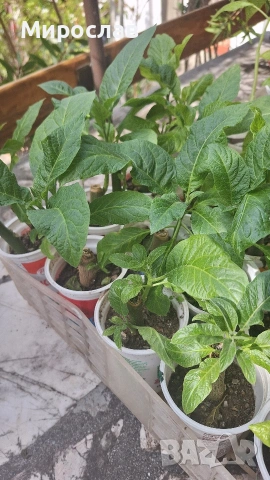 Продавам растения жълта и розова бругманзия (ангелски тромпет), снимка 4 - Градински цветя и растения - 54250131
