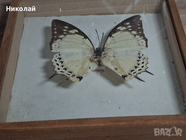 Препарирана Пеперуда в Рамка, снимка 9 - Декорация за дома - 54175284