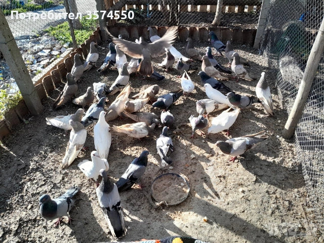 Продавам Римски гълъби, снимка 2 - Гълъби - 53164416