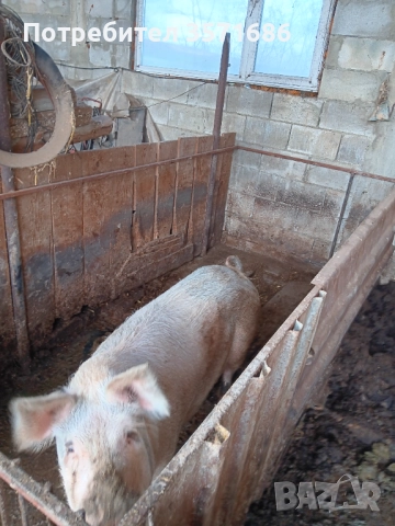 3 броя Прасета