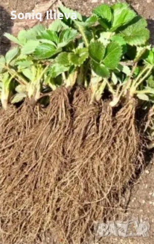 продавам разсад ягоди, снимка 8 - Разсади - 53905580