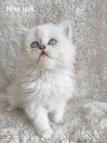 кой иска да спинка с мене в Хасково сме, снимка 4 - Британска късокосместа - 54302915