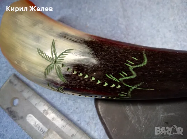 Стар БИВОЛСКИ РОГ РЪЧНО ГРАВИРАН с ПАЛМИ За КОЛЕКЦИЯ ДЕКОРАЦИЯ ДОМАШНА УКРАСА 47836, снимка 5 - Колекции - 47971872