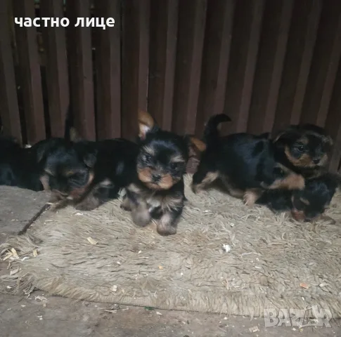 йоркширски териери, снимка 6 - Йоркширски териер - 56255843