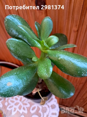 Дърво на живота и късмета