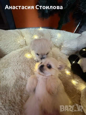 Чистокръвни Кралски пекинези, снимка 4 - Пекинез - 52749183