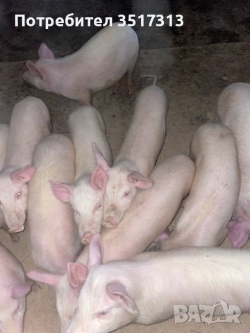 Продавам малки прасенца, снимка 1