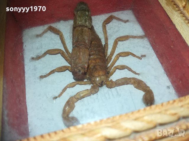 скорпион-внос france 1910201740, снимка 11 - Колекции - 30478693