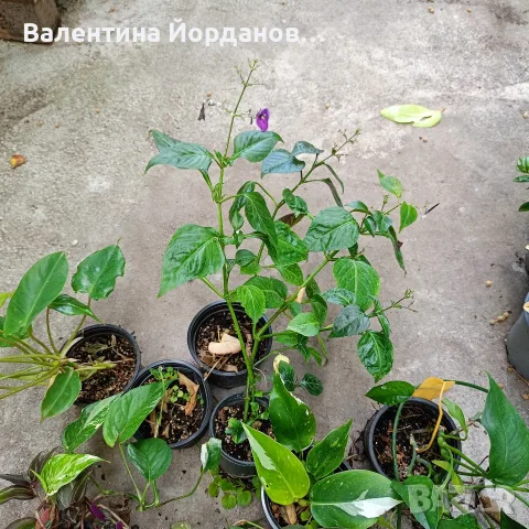 комплект 10 бр стайни цветя , снимка 5 - Стайни растения - 56204803