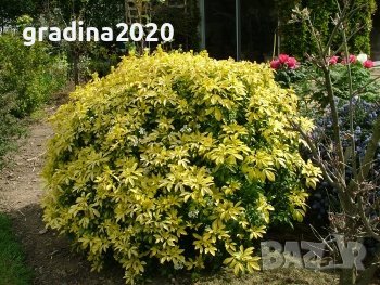  Чойсия  (Портокалово цвете) - Choisya Aztec Gold, снимка 6 - Разсади - 36762009