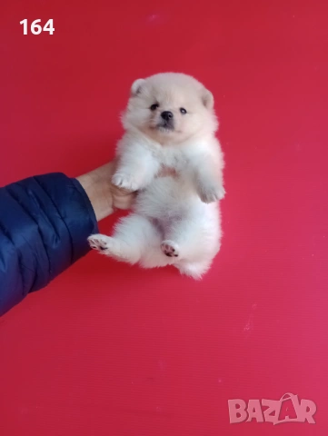 Мъжки и женски Померанчета. Реални снимки от 16.01.26 г. Померани, снимка 8 - Померан - 53125648