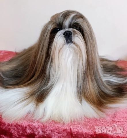Кученца Ши Тцу /SHIH TZU FCI pedigree 