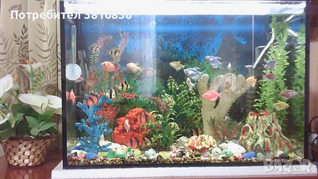 Аквариум 