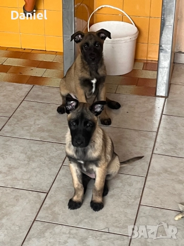 Белгийска овчарка-Малиноа , снимка 17 - Белгийска овчарка - 52623774