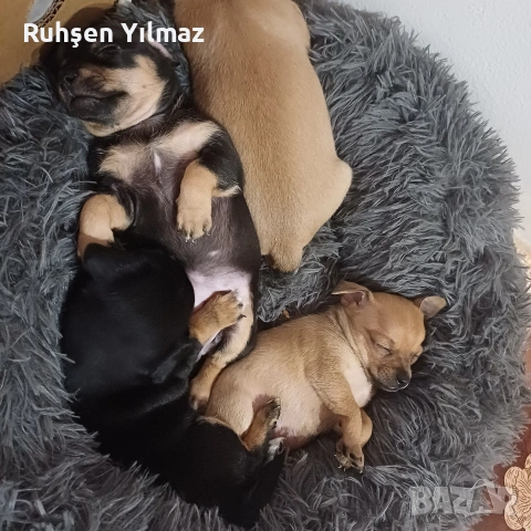 продавам 4 броя Пинчери 3 женски 1мъжко . На 40 дена са чакат новите си стопани , снимка 2 - Други - 53098096