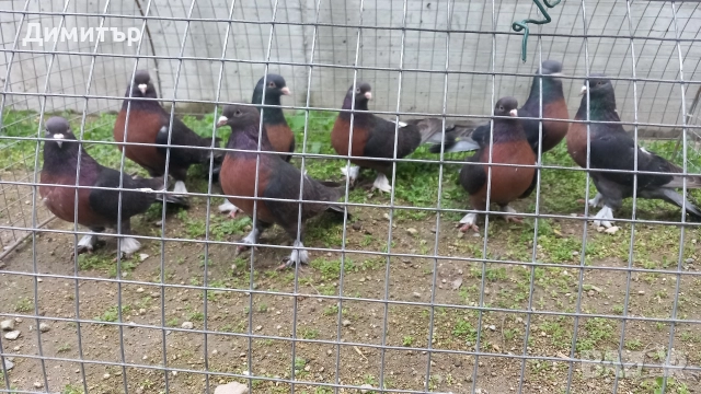 Продавам гълъби Миро може и бартер , снимка 3 - Гълъби - 51092225