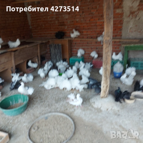 Продавам гълъби Финерлии - бели, сиви и пъстри, снимка 3 - Гълъби - 52268397