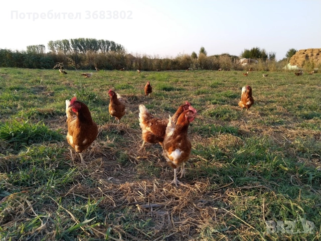 Кокошки носачки  