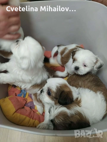 Ши тцу момченце -Идеален коледен подарък