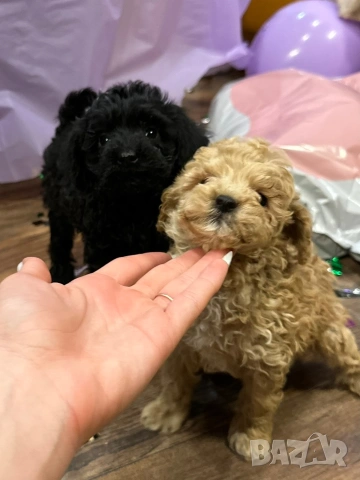 Пудел той , снимка 2 - Пудели - 54304022