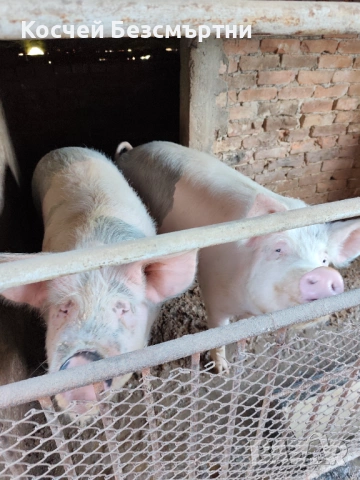 Свине майки, снимка 7 - Прасета - 53018708