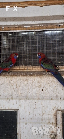 Penantovi rozeli, снимка 5 - Папагали - 54046521