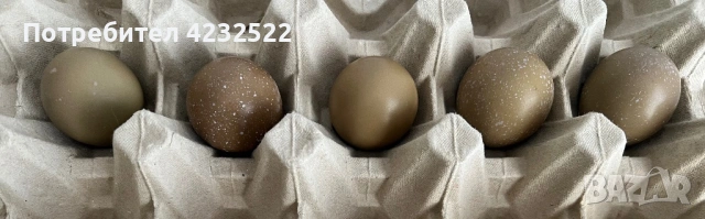 Свободни оплодени яйца от фазани