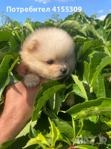 Мини Померан, снимка 9 - Померан - 48347965