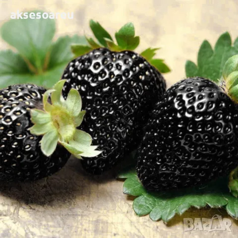100 семена от плод черна ягода органични плодови ягодови семки от вкусни черни ягоди отлични плодове, снимка 11 - Сортови семена и луковици - 50417961