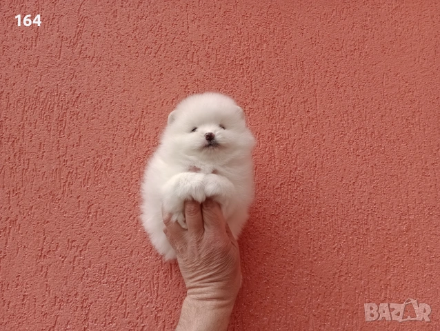 Бели Померани. Различни възрасти! 