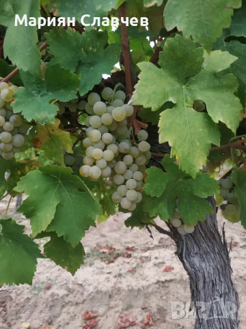 Гроздe Мускат Отонeл 🍇 