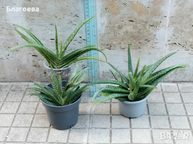 Алое Вера-сукулент, снимка 3 - Стайни растения - 54311118
