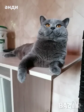 персийски британски котета , снимка 9 - Персийска - 56271497