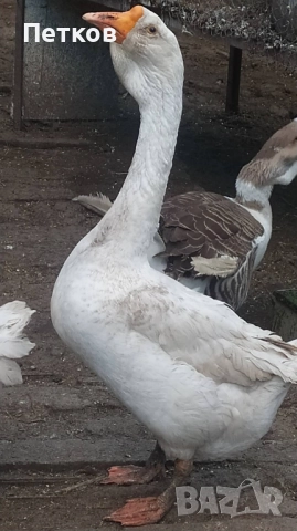 Гъсок  за бартер