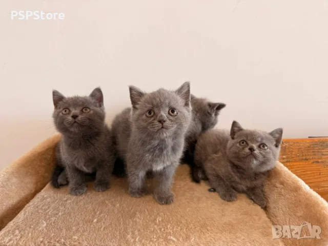 Британски котенца – 2 мъжки и 1 женско 🐱, снимка 3 - Британска късокосместа - 55802310